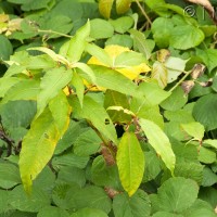 Himalayan knotweed